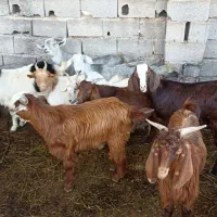 بز بزغاله معاوضه با بره گوسفند|حیوانات مزرعه|قرق, |دیوار