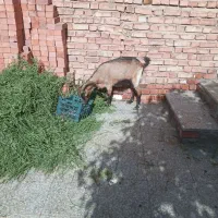 بز الپاین ابستن