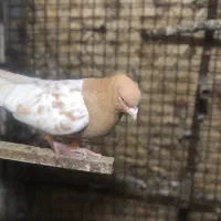 حیوانات|پرنده|خرمشهر, |دیوار