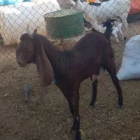 بز گلابی|حیوانات مزرعه|دزفول, |دیوار