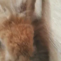 یک عدد خرگوش نر هلندی ۸ ماهه بالغ|موش و خرگوش|اردبیل, |دیوار