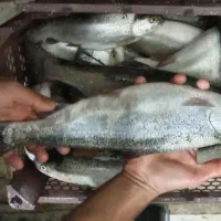 ماهی قزل الا