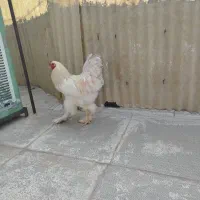 تخم مرغ نطفه دار برهما و لاری . مرغ و خروس لاری|حیوانات مزرعه|کرمانشاه, |دیوار