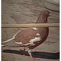 شتری دم سفید