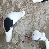 پشتار  ارکح