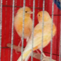 قناری پرتغالی برادر و خواهر|پرنده|رشت, علی آباد|دیوار