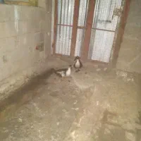 اردک نر ماده|حیوانات مزرعه|دره شهر, |دیوار