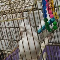 عروس هلندی|پرنده|قم, قلعه عموحسین|دیوار