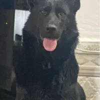 سگ ژرمن بلک ماده