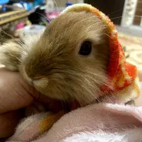 خرگوش لیون هد خارجی|موش و خرگوش|تبریز, |دیوار