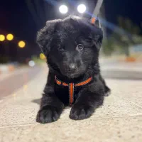 ژرمن شپرد شولاین بلک ماده