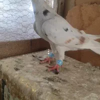 هفرنگ آلمانی ماده