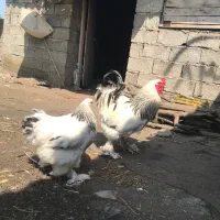 مرغ و خروس برهما