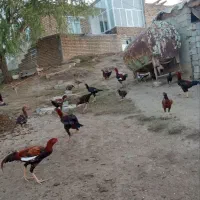 مرغ و خروس لاری