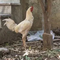 خروس دورگ لاری سفید