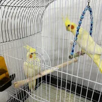 عروس هلندی|پرنده|سلطانیه, |دیوار