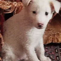 ۳ماهه خش اخلاق بازیگوش یه مقدار تربیت شده