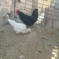 خروس سیاه جوان مورموری معاوضه با وارک خوب هم دارم|پرنده|آبدانان, |دیوار