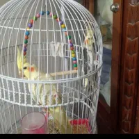 عروس هلندی سر حال