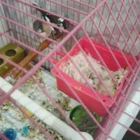 فنچ بنگالی|پرنده|تبریز, |دیوار