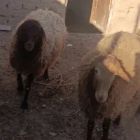 میش جمل زا|حیوانات مزرعه|گزیک, |دیوار