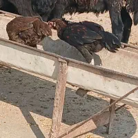 مرغ و جوجه|حیوانات مزرعه|گمیشان, |دیوار