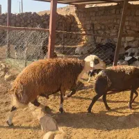 قوچ ۲ساله کله سفید