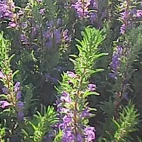 بادرنجبو درجه یک قرمز بالدار