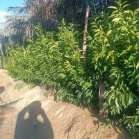 نهال نهالستان پرتقال نارنگی بادام سروناز لیمونشاع|خدمات باغبانی و درختکاری|شیراز, سایت اداری|دیوار