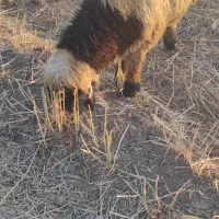 بره قوچی چاق