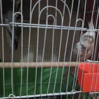 عروس هلندی|پرنده|تهران, جیحون|دیوار