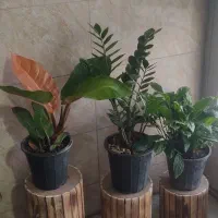 گل و گیاه طبیعی