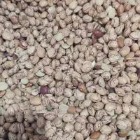 حراج لوبیا چیتی|خوردنی و آشامیدنی|شیراز, فخرآباد (دروازه کازرون)|دیوار