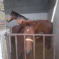 اسب مادیون عرب و کره نریونش