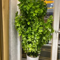 گل پدیلانتوس و زاموفیلیا