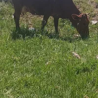 یک عدد گاو با گوساله