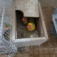 طوطی کوتوله