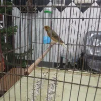 قناری نر بخون|پرنده|لاهیجان, کوی آزادگان|دیوار