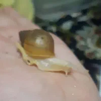 حلزون اقتصادی (اطلاعات داخل آگهی )|خزنده|اراک, |دیوار