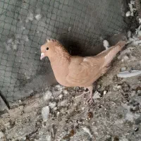 یک جفت سرخ و زرد