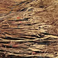 نهالستان نهال صنوبر ترکیه گردو پیوندی و میوه|خدمات باغبانی و درختکاری|اردبیل, |دیوار