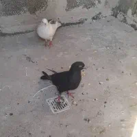معاوضه یک جفت کبوتر با مرغ عشق