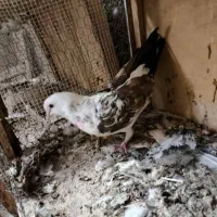 جفت کفتر باجوجه