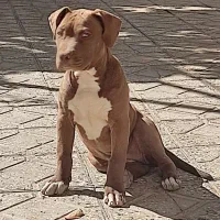 سگ پیتیول ماده|سگ|اسفراین, |دیوار