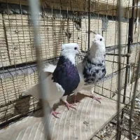 کبوتر