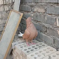 ماده دم سفید|پرنده|اهواز, زرگان|دیوار
