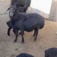 قوچ جوان فروشی