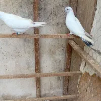 کبوتر پرشی