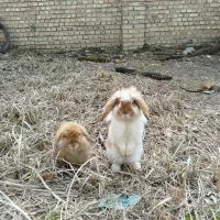 خرگوش لوپ اصلی نر و ماده