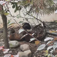 غاز و اردک وزن سنگین تخم گذار|حیوانات مزرعه|کلاردشت, |دیوار